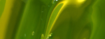 NINA Hair Loss Serum formulation